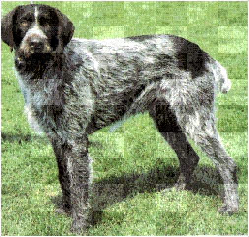 BRAC GERMAN CU PAR LUNG